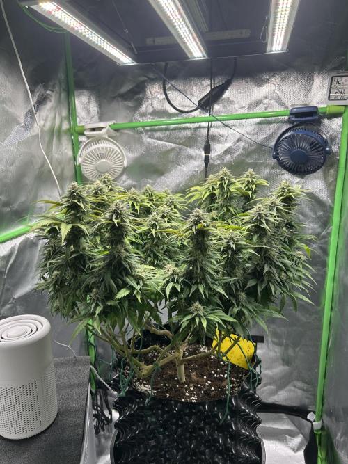 Platinum OG (HST). Week 13