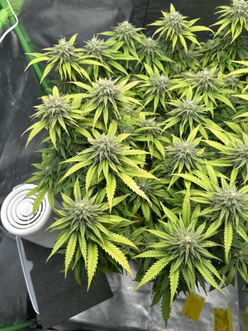 Platinum OG (HST). Week 14