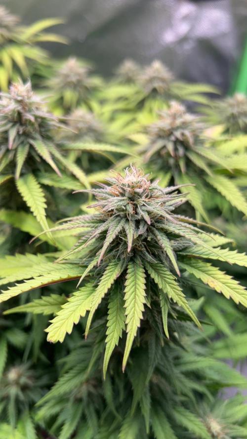 Platinum OG (HST). Week 14