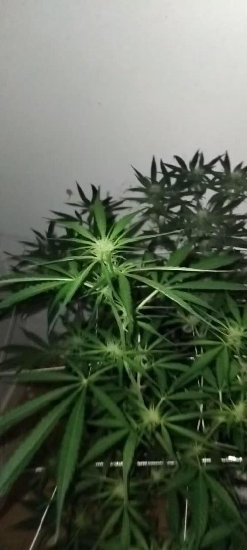 My first Ever Grow