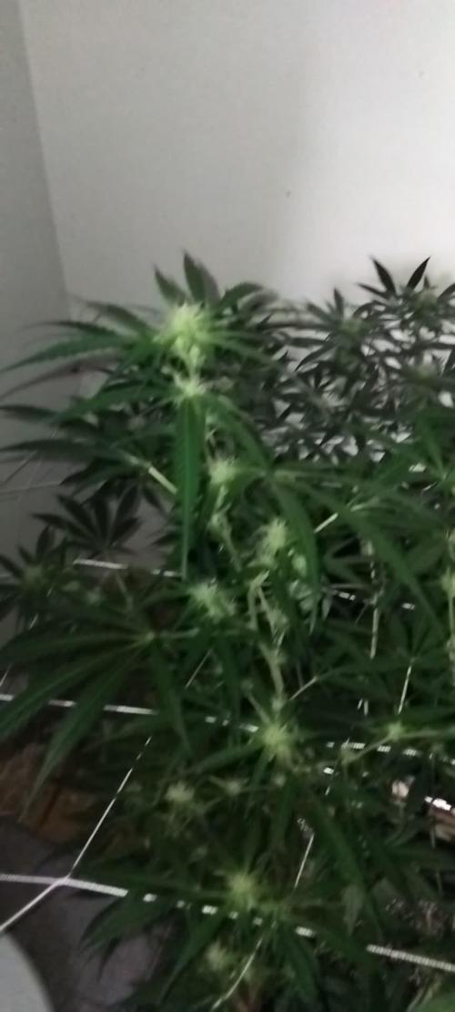 My first Ever Grow