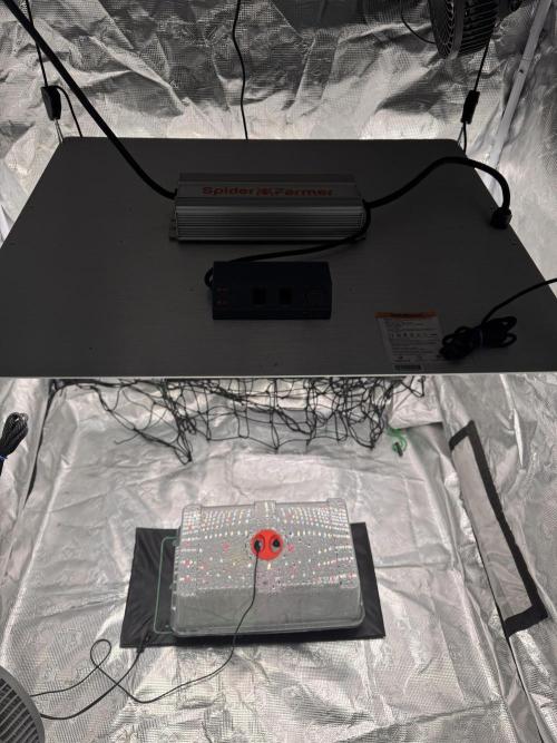 Crazy 4. Week 0 - Germination setup.
Dome on heat mat; peat pellets after 24h soak w 1 drop Clonex