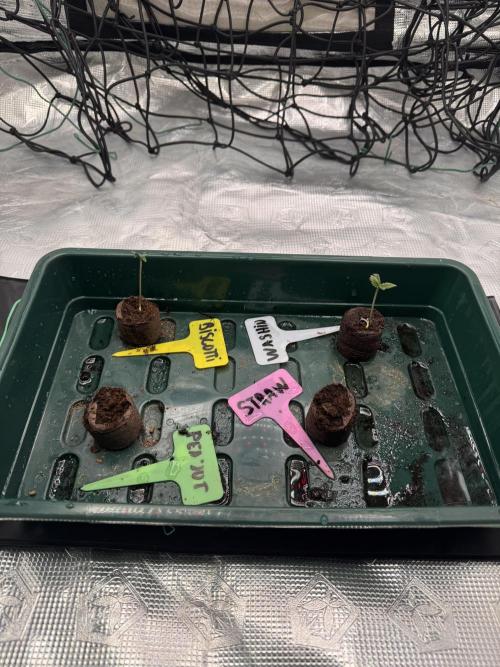 Crazy 4. Week 0 - First sprouts up; high humidity maintained under dome