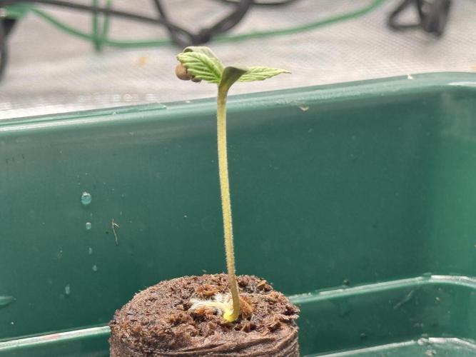 Crazy 4. Week 0 - Washing Machine: cotyledons open, first true leaves starting; slight stretch