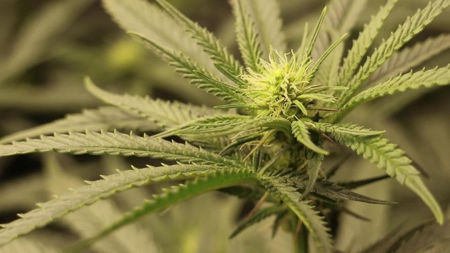 Jelly Donutz; Humboldt Seed Company