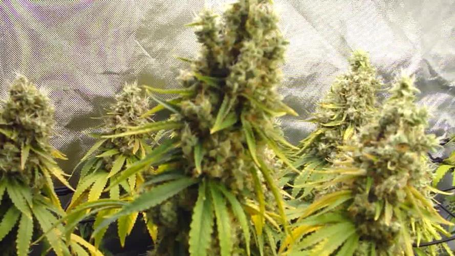 Blue Dream