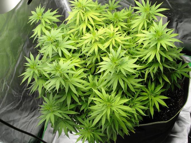 Blue Dream - Plant #4. Week 9