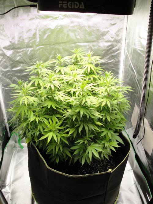 Blue Dream - Plant #4. Week 9