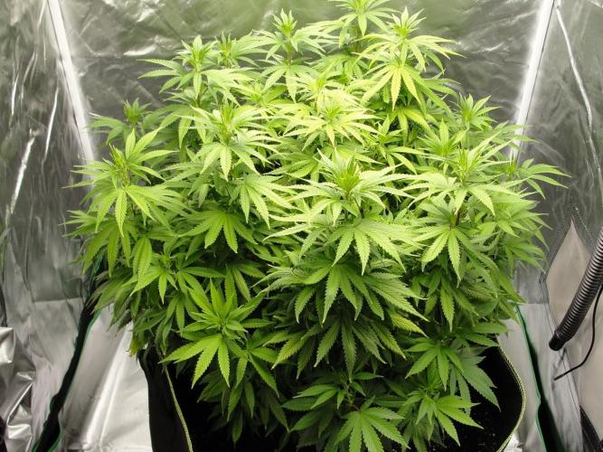 Blue Dream - Plant #4. Week 9