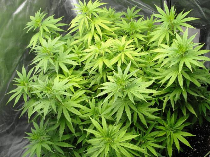 Blue Dream - Plant #4. Week 9