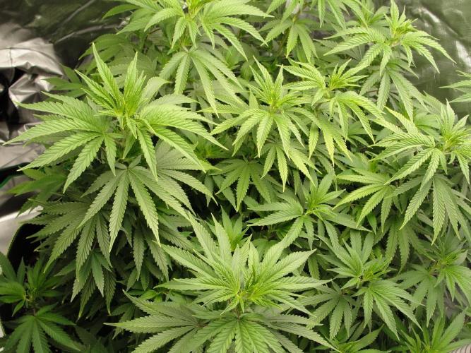 Blue Dream - Plant #4. Week 9