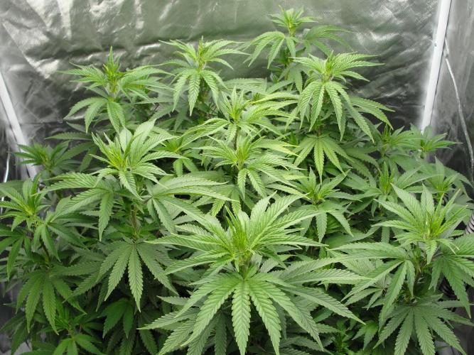 Blue Dream - Plant #4. Week 9