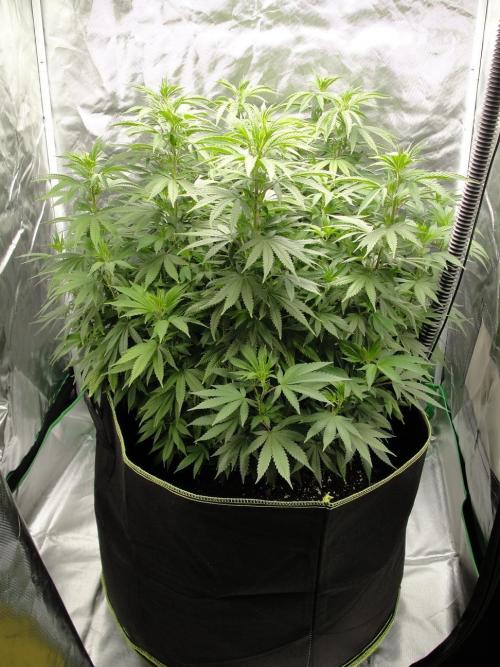 Blue Dream - Plant #4. Week 9