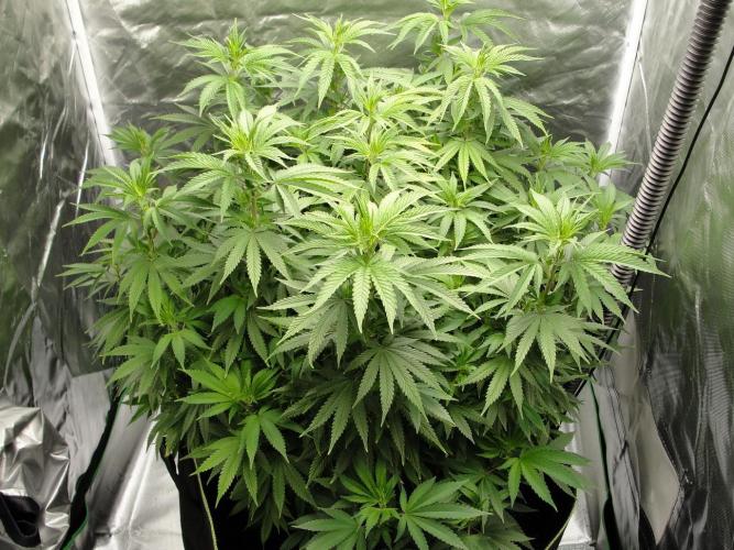 Blue Dream - Plant #4. Week 9