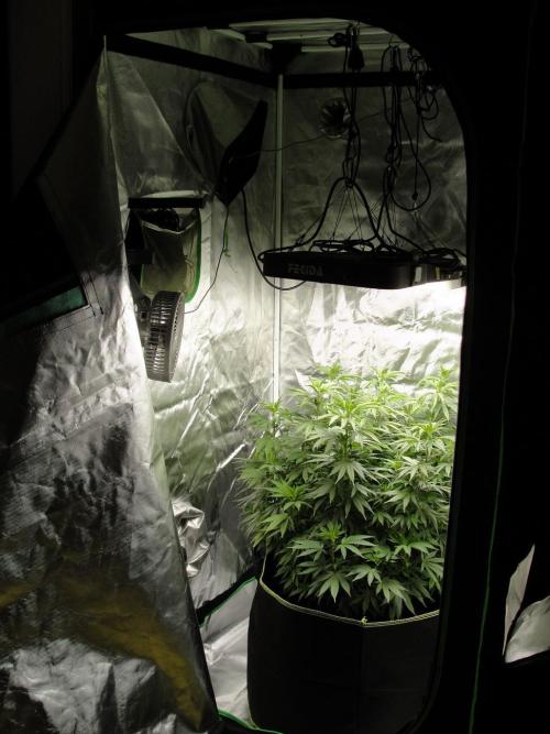 Blue Dream - Plant #4. Week 9