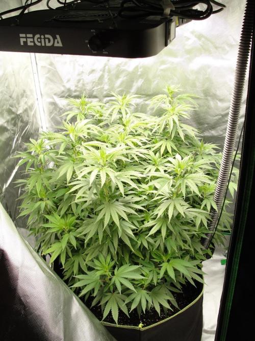 Blue Dream - Plant #4. Week 9