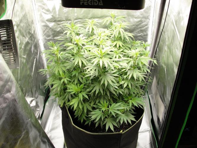 Blue Dream - Plant #4. Week 9