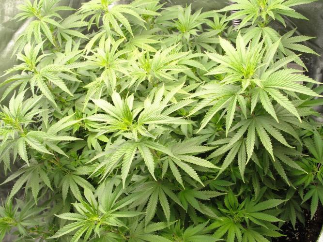 Blue Dream - Plant #4. Week 9