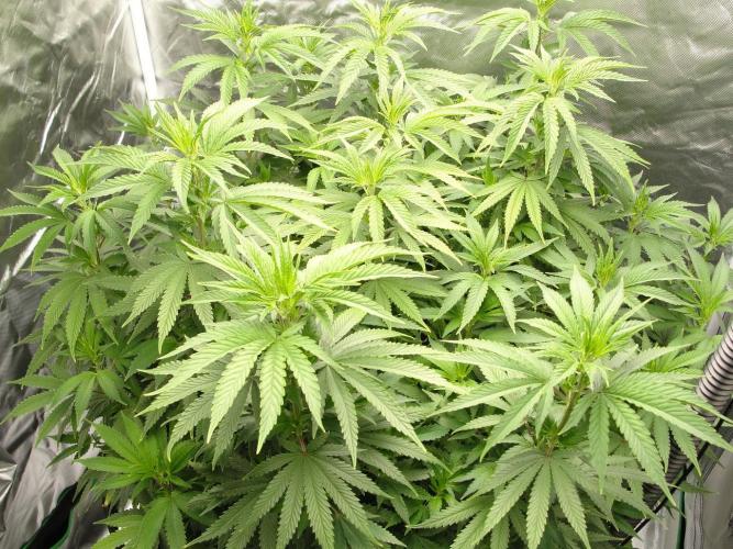 Blue Dream - Plant #4. Week 9