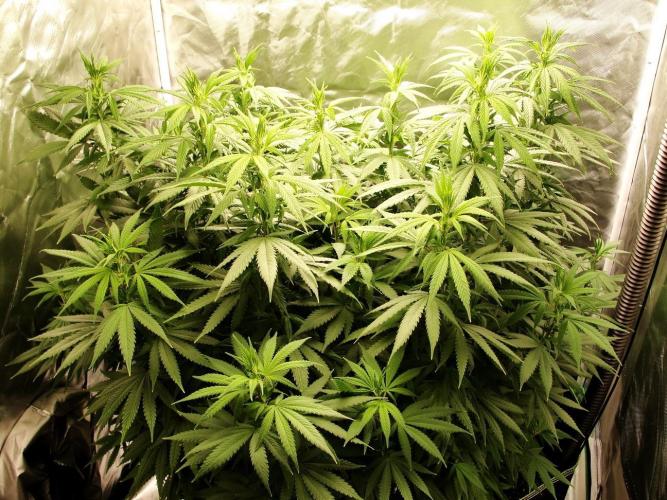 Blue Dream - Plant #4. Week 11