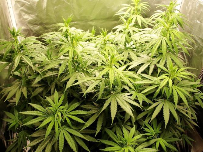 Blue Dream - Plant #4. Week 11