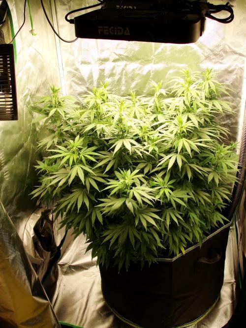 Blue Dream - Plant #4. Week 11