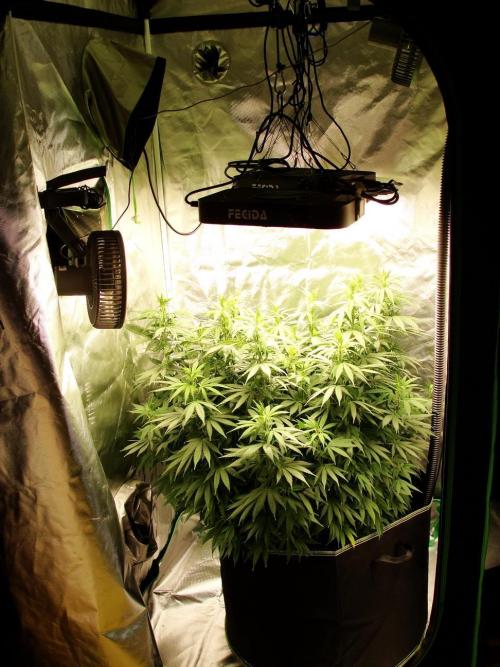 Blue Dream - Plant #4. Week 11