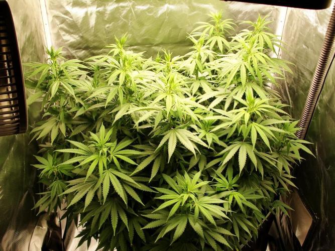 Blue Dream - Plant #4. Week 11