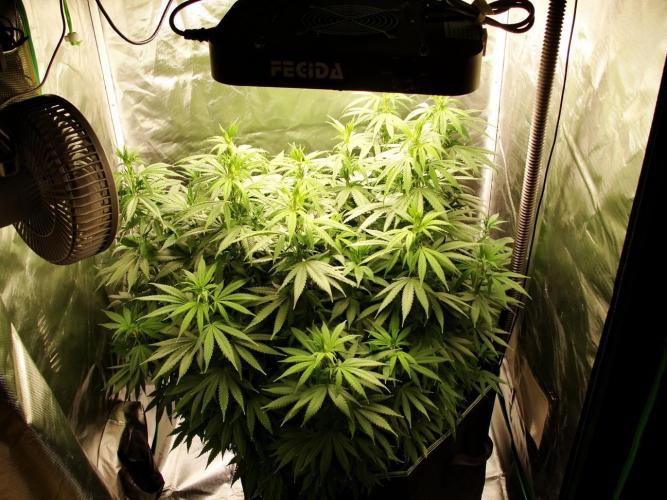 Blue Dream - Plant #4. Week 11