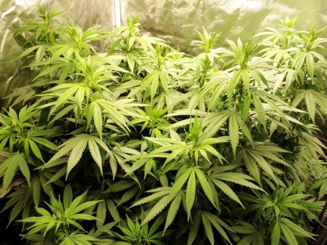 Blue Dream - Plant #4. Week 11