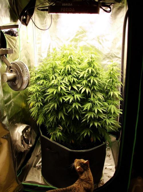 Blue Dream - Plant #4. Week 15