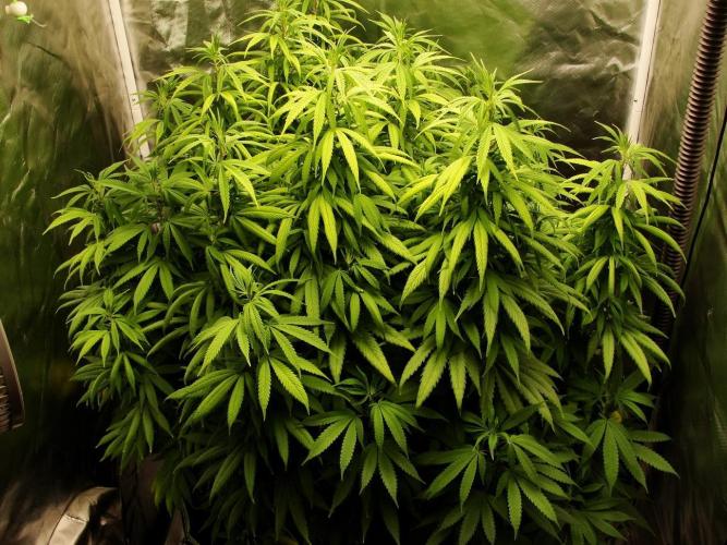 Blue Dream - Plant #4. Week 15