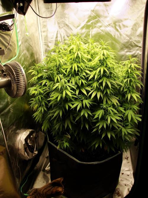 Blue Dream - Plant #4. Week 15