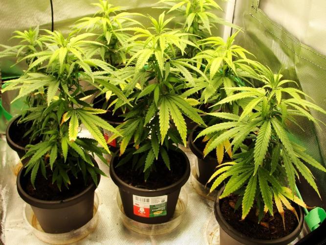 Blue Dream - Plant #4. Week 19