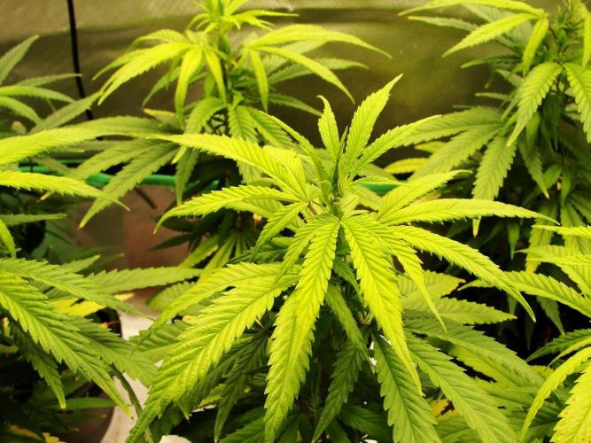 Blue Dream - Plant #4. Week 19