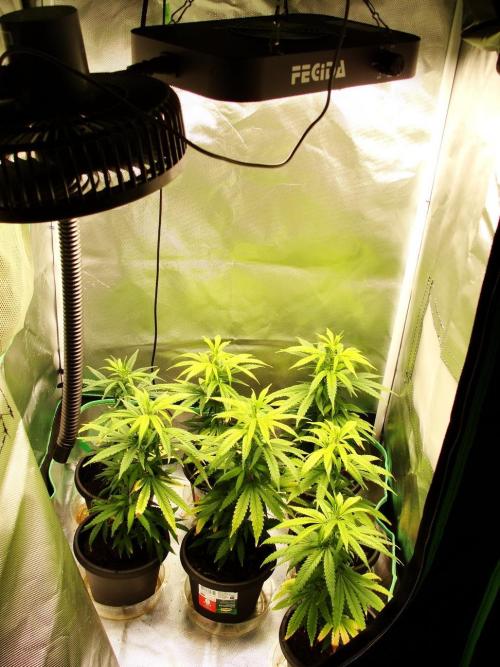 Blue Dream - Plant #4. Week 19