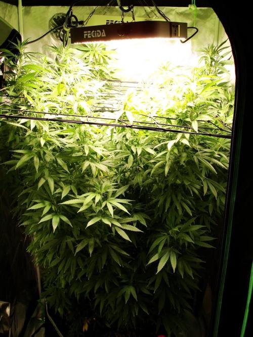 Blue Dream - Plant #4. Week 19