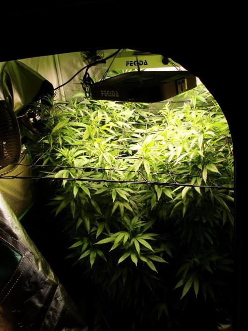 Blue Dream - Plant #4. Week 19