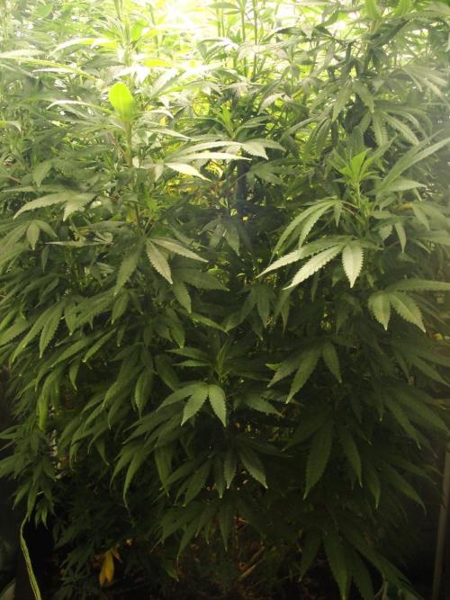 Blue Dream - Plant #4. Week 19