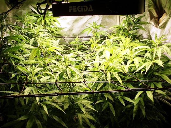 Blue Dream - Plant #4. Week 19