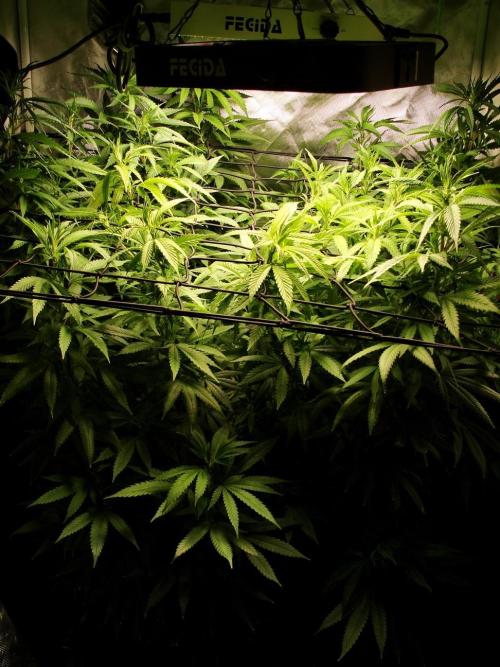 Blue Dream - Plant #4. Week 19