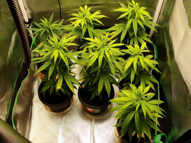 Blue Dream - Plant #4. Week 19