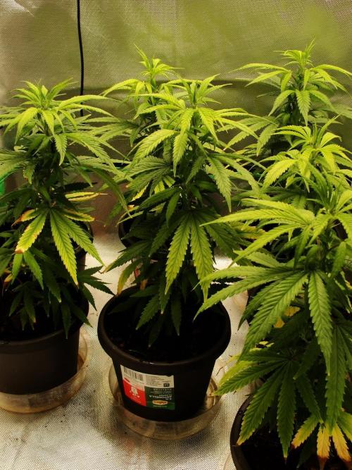 Blue Dream - Plant #4. Week 19