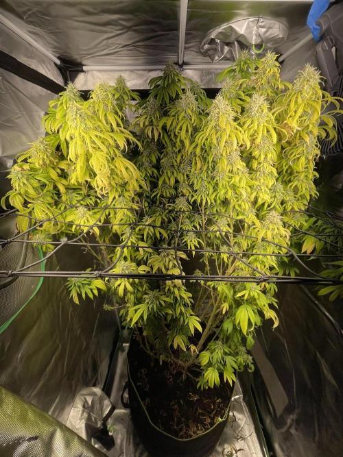 Blue Dream - Plant #4. Week 30