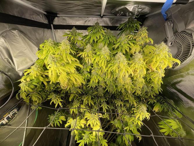 Blue Dream - Plant #4. Week 30