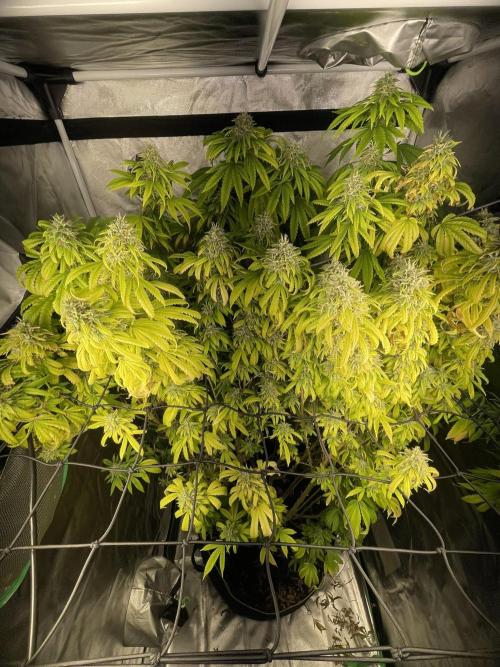 Blue Dream - Plant #4. Week 30