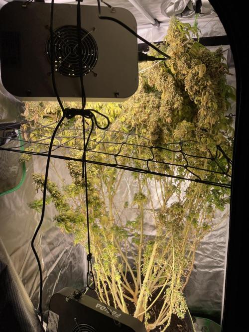 Blue Dream - Plant #4. Week 30