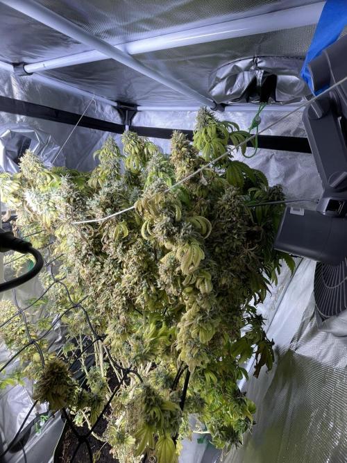 Blue Dream - Plant #4. Week 30