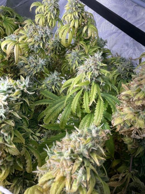 Blue Dream - Plant #4. Week 30