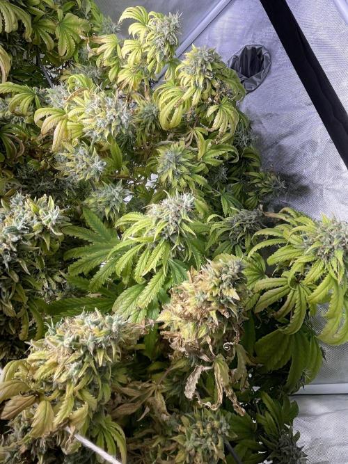Blue Dream - Plant #4. Week 30